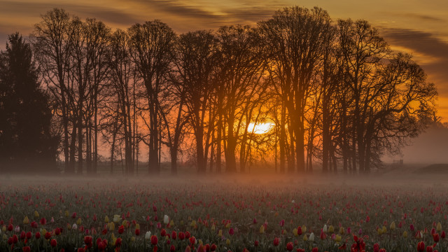Sunset forest autumn leaves bush free wallpaper - medium preview image