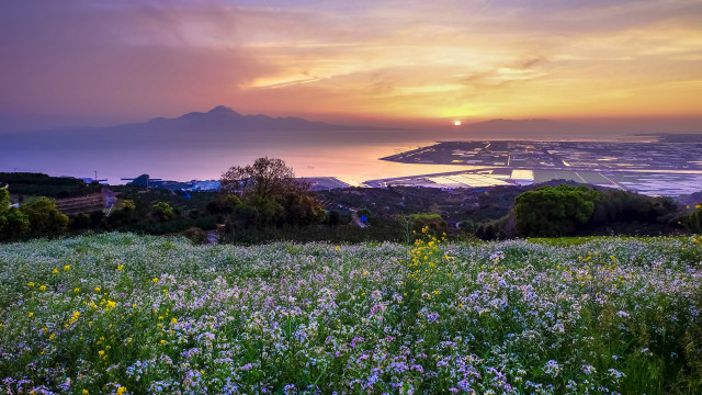 Flower field water mountain sunset free wallpaper - medium preview image