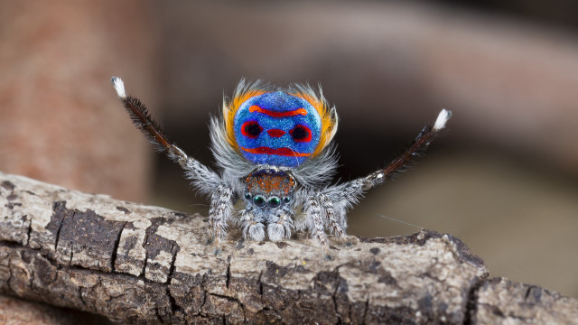 Colorful spider branch closed eyes free wallpaper - medium preview image