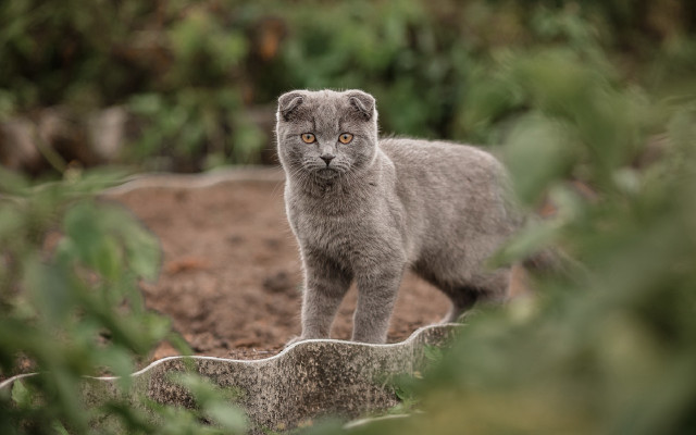 Gray kitten dirt field bush free wallpaper - medium preview image