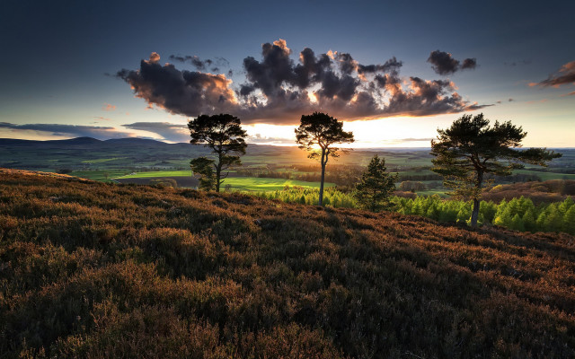Sunset grassy hill trees rolling free wallpaper - medium preview image