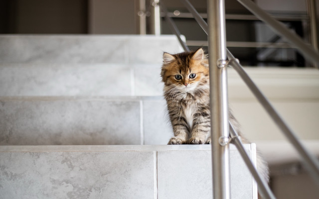 Curious cat stairs photorealistic artdeco free wallpaper - medium preview image