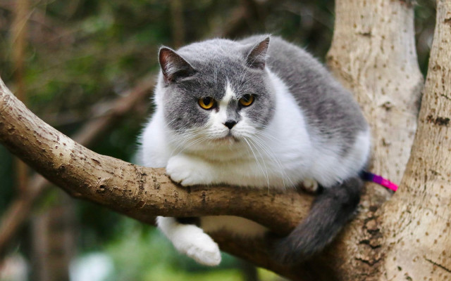 Sad cat on branch pink free wallpaper - medium preview image