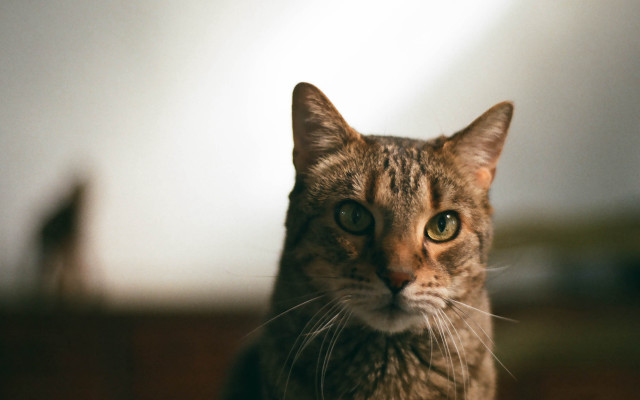 Serious cat blurry background tilt free wallpaper - medium preview image