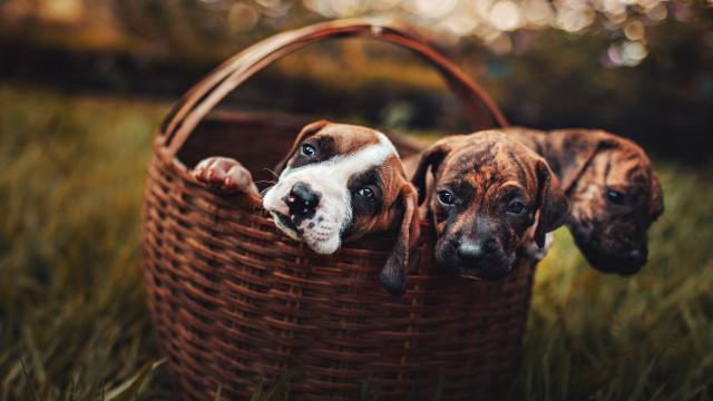 Three dogs basket grass elk free wallpaper - medium preview image