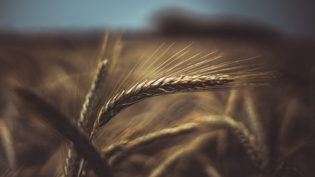 Wheat field tilt shift sunset free wallpaper - medium preview image