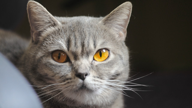 Cat yellow eyes serious look #3 free wallpaper - medium preview image