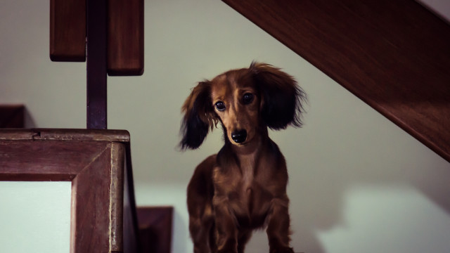 Dog step mirror wooden frame free wallpaper - medium preview image