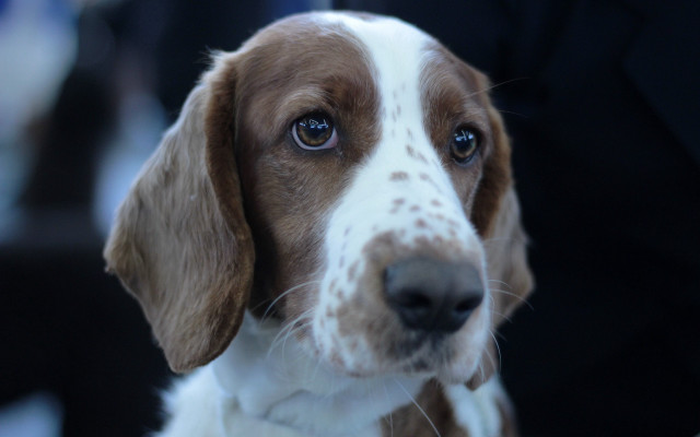 Dog white brown nose blue free wallpaper - medium preview image