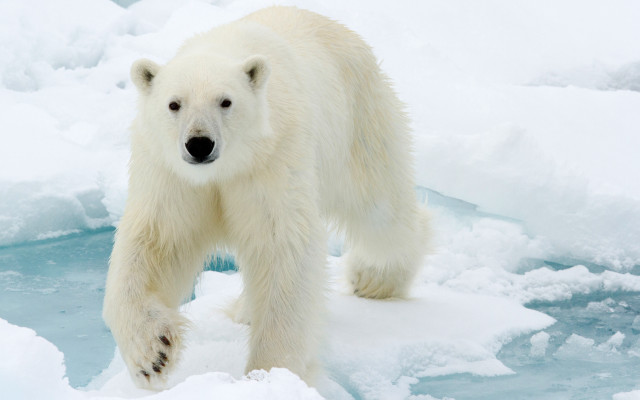 Polar bear ice snow outdoors free wallpaper - medium preview image