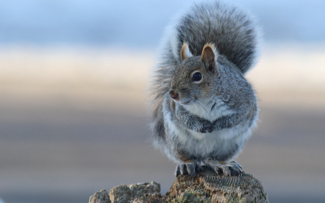 Squirrel rock looking camera naturalism free wallpaper - medium preview image