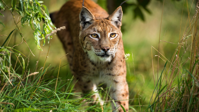 Lynx grassy background animal focus free wallpaper - medium preview image