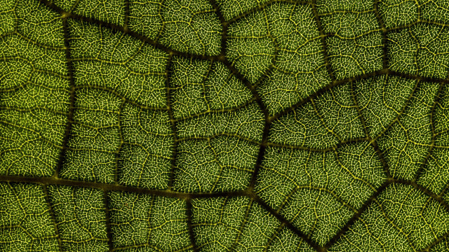 Green leaf fractals macro butterfly free wallpaper - medium preview image