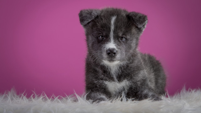 Gray white puppy sitting pink #2 free wallpaper - medium preview image