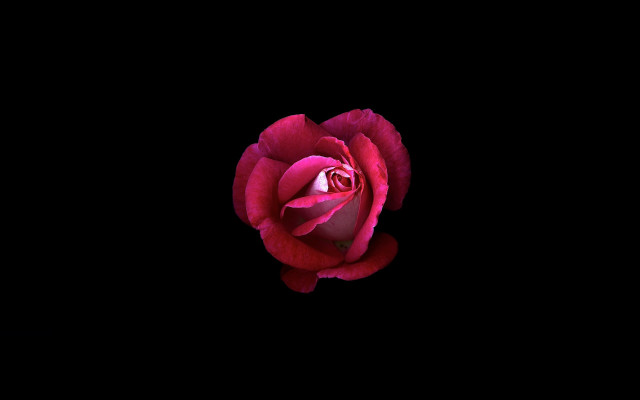 Red rose reflection neoromantic smile free wallpaper - medium preview image
