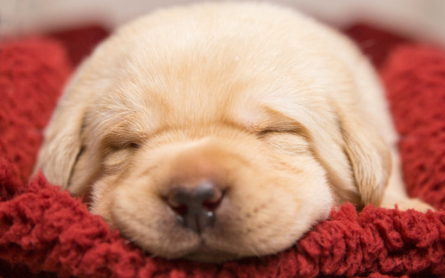 Puppy sleeping red blanket blurry free wallpaper - medium preview image