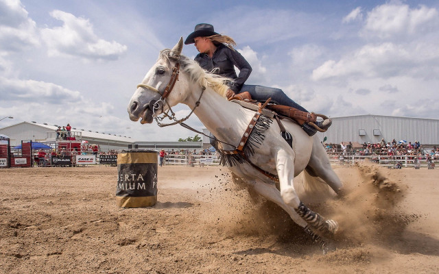 Woman horse oil field crowd free wallpaper - medium preview image