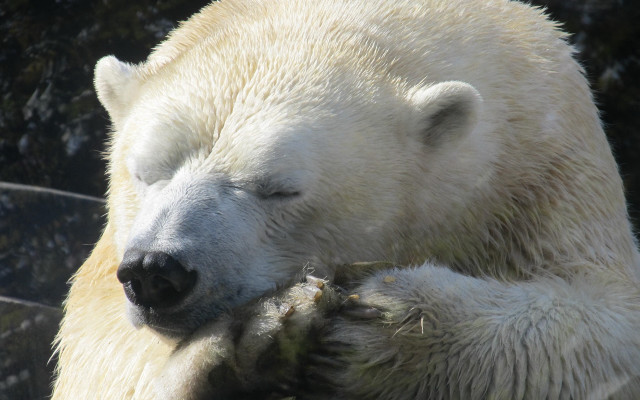 Polar bear sleeping ecological puzzle free wallpaper - medium preview image