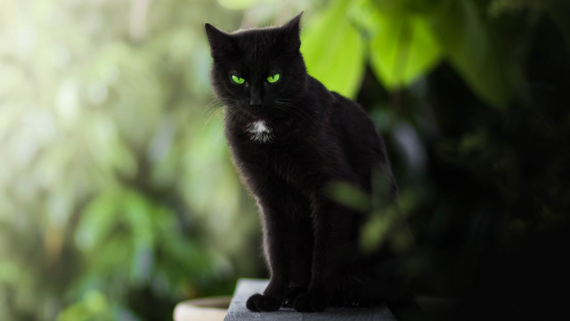 Black cat green eyes gothic #2 free wallpaper - medium preview image