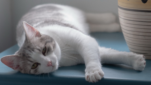 Cat blue table potted plant free wallpaper - medium preview image