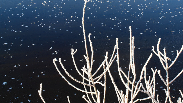 Snowflakes branches water black background free wallpaper - medium preview image