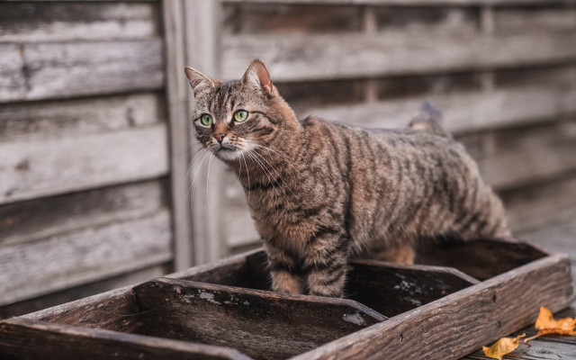 Cat wooden box building blurry free wallpaper - medium preview image