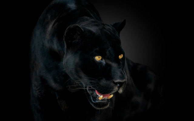 Black panther yellow eyes photorealistic free wallpaper - medium preview image