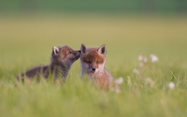 Foxes field flowers blurry depth free wallpaper - medium preview image