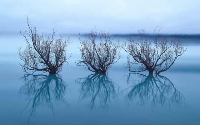 Three bare trees water moonlight free wallpaper - medium preview image