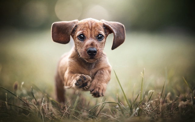 Small brown dog running grass free wallpaper - medium preview image