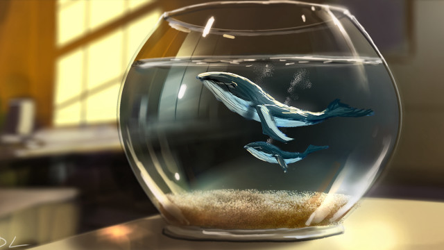 Fish bowl sand window sunlight free wallpaper - medium preview image