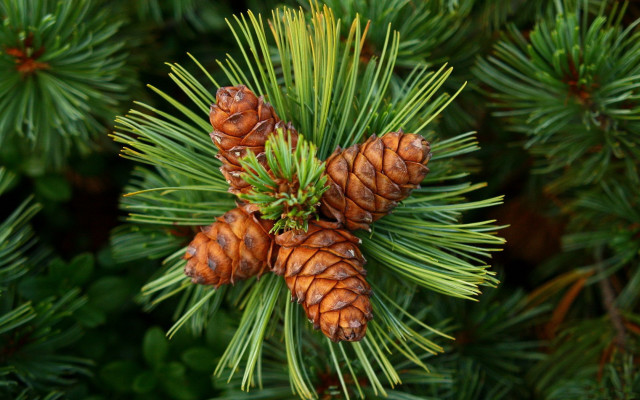 Pine cones branch needles nature free wallpaper - medium preview image