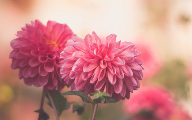 Pink flower blurry background impressionist free wallpaper - medium preview image