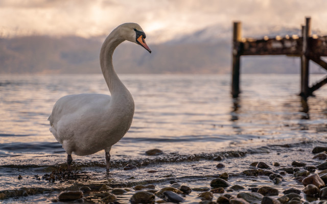 White swan rocky beach pier free wallpaper - medium preview image