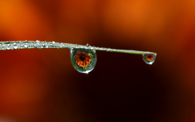 Water droplet green stem red free wallpaper - medium preview image