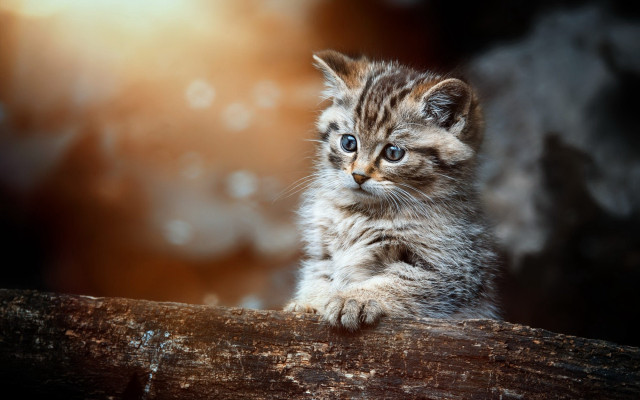 Small kitten wooden log blue free wallpaper - medium preview image