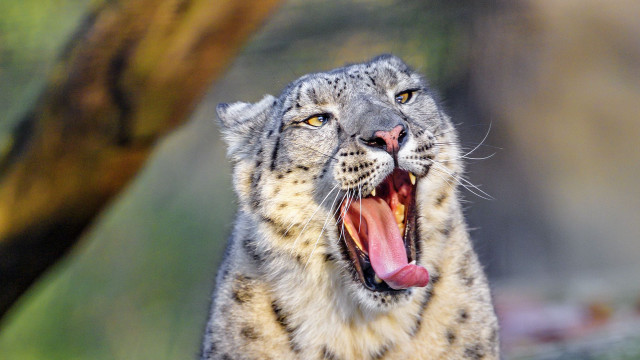 Snow leopard open mouth blurry free wallpaper - medium preview image