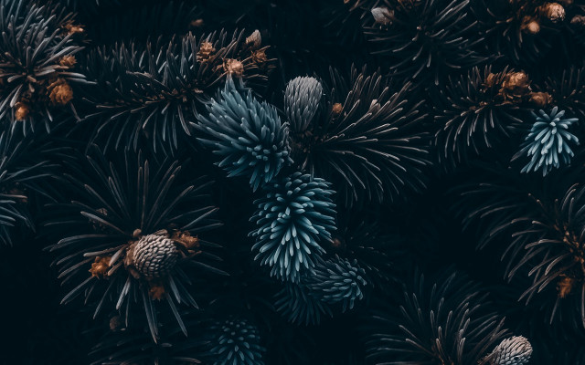Pine cones flowers night sky free wallpaper - medium preview image