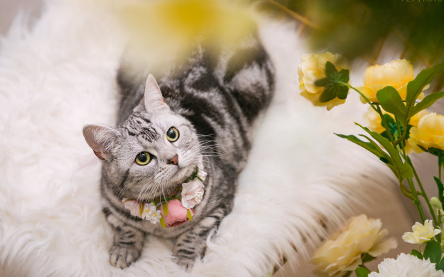 Cat fluffy white rug flowers free wallpaper - medium preview image