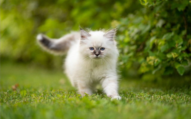 White kitten blue eyes green #2 free wallpaper - medium preview image