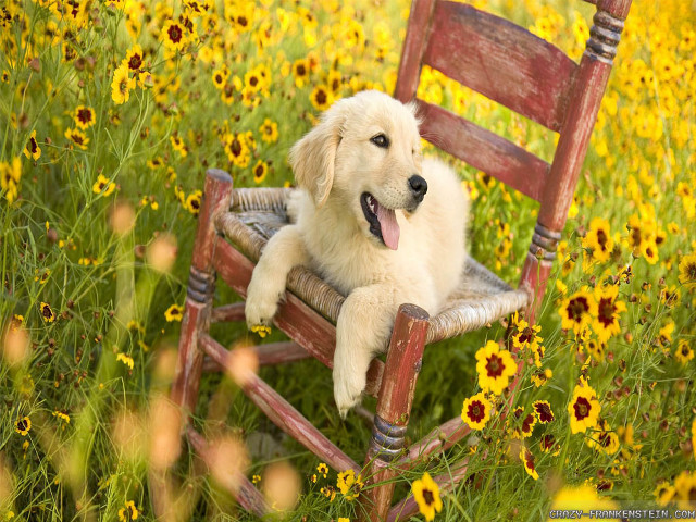 Dog sitting chair field flowers free wallpaper - medium preview image
