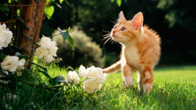 Small kitten walking lush green free wallpaper - medium preview image
