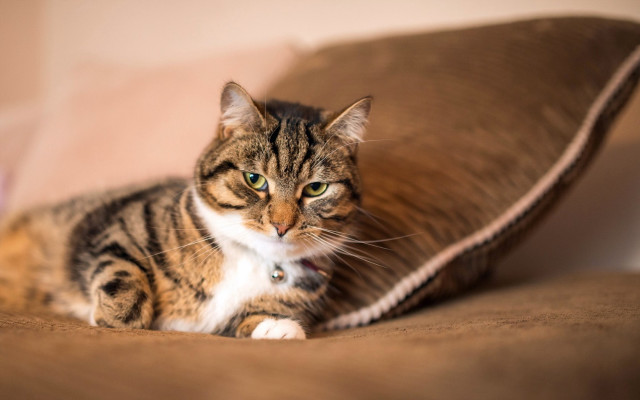 Cat couch pillow serious blue #2 free wallpaper - medium preview image