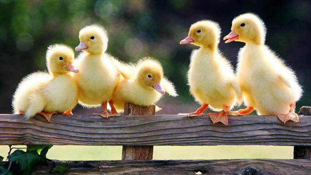 Little ducks wooden fence post free wallpaper - medium preview image