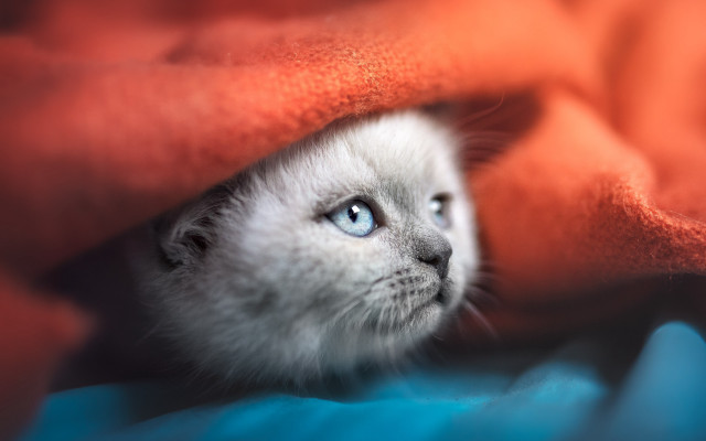 White kitten blue eyes hiding free wallpaper - medium preview image