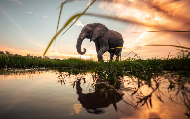 Elephant water sunset trunk air free wallpaper - medium preview image
