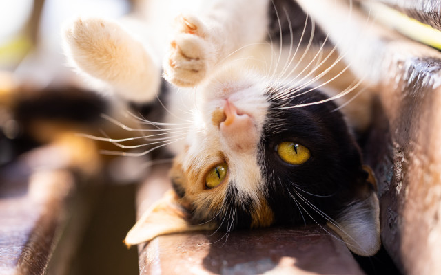 Black cat bench yellow eyes free wallpaper - medium preview image