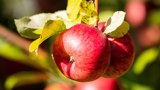 Apples hanging leaves macro vibrant free wallpaper - medium preview image
