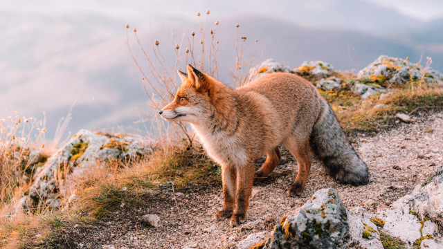 Fox hillside mountain autumn fire free wallpaper - medium preview image