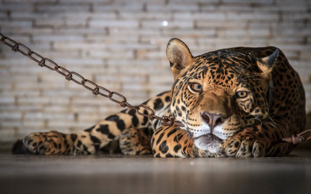 Leopard chain brick wall blurry free wallpaper - medium preview image